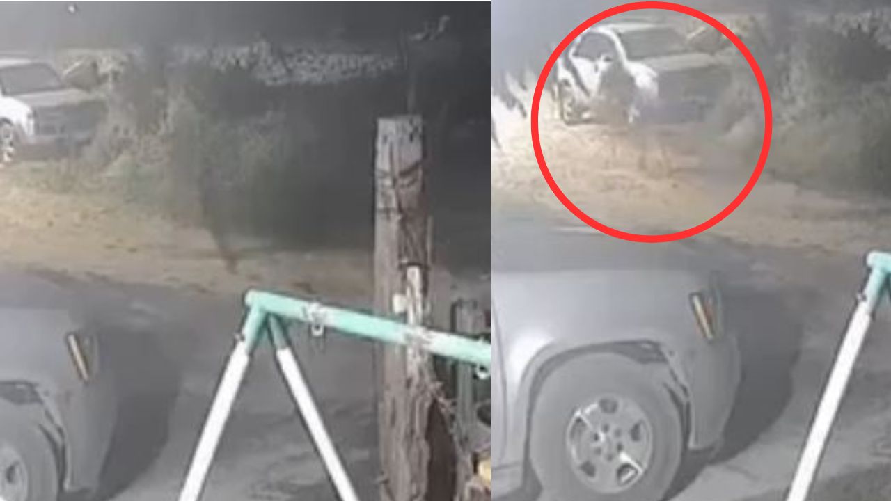 ¿Real?: Cámaras captan a un perro transformándose en hombre