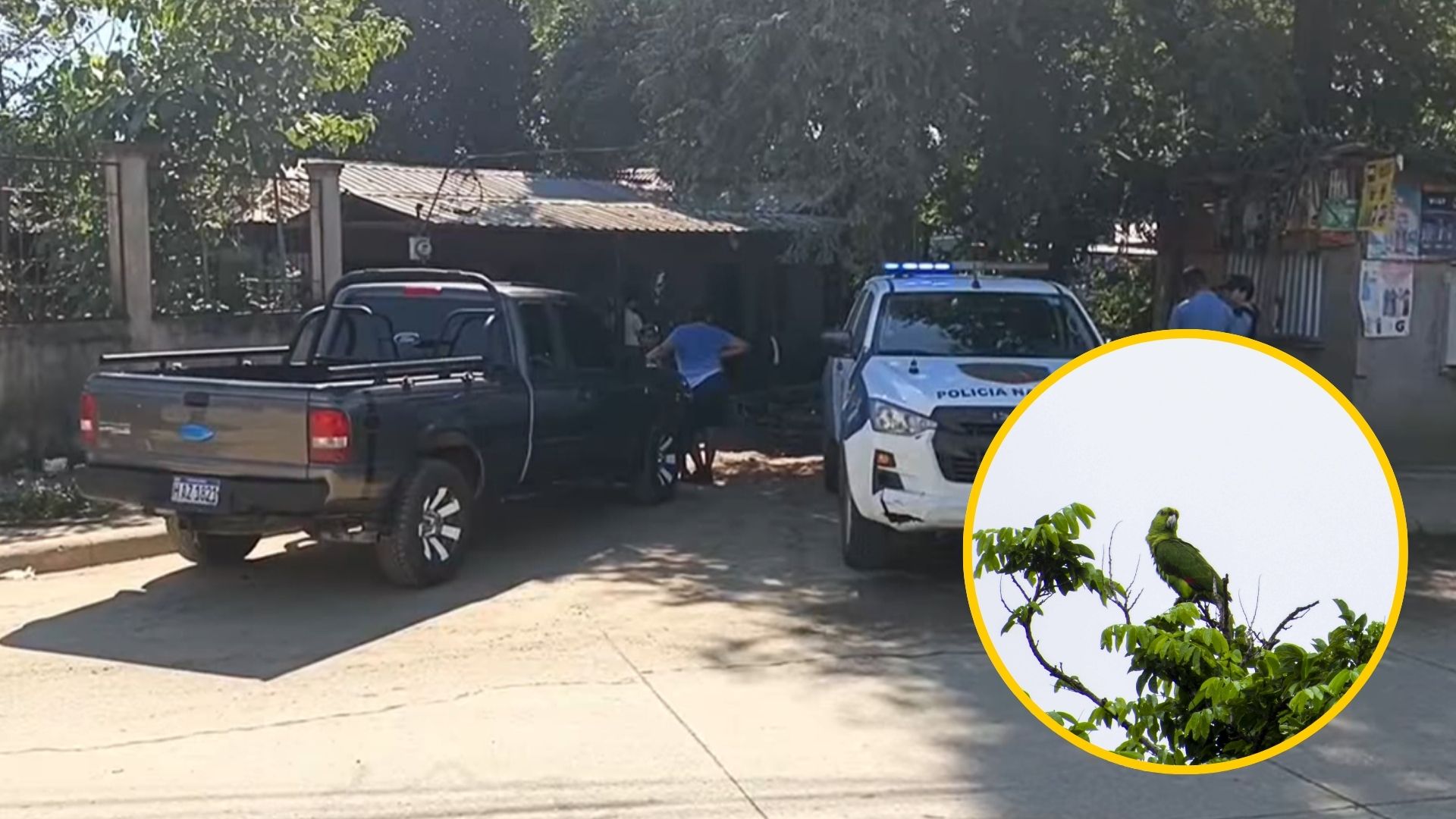 Hondureño muere al caer de un árbol mientras intentaba bajar a un loro