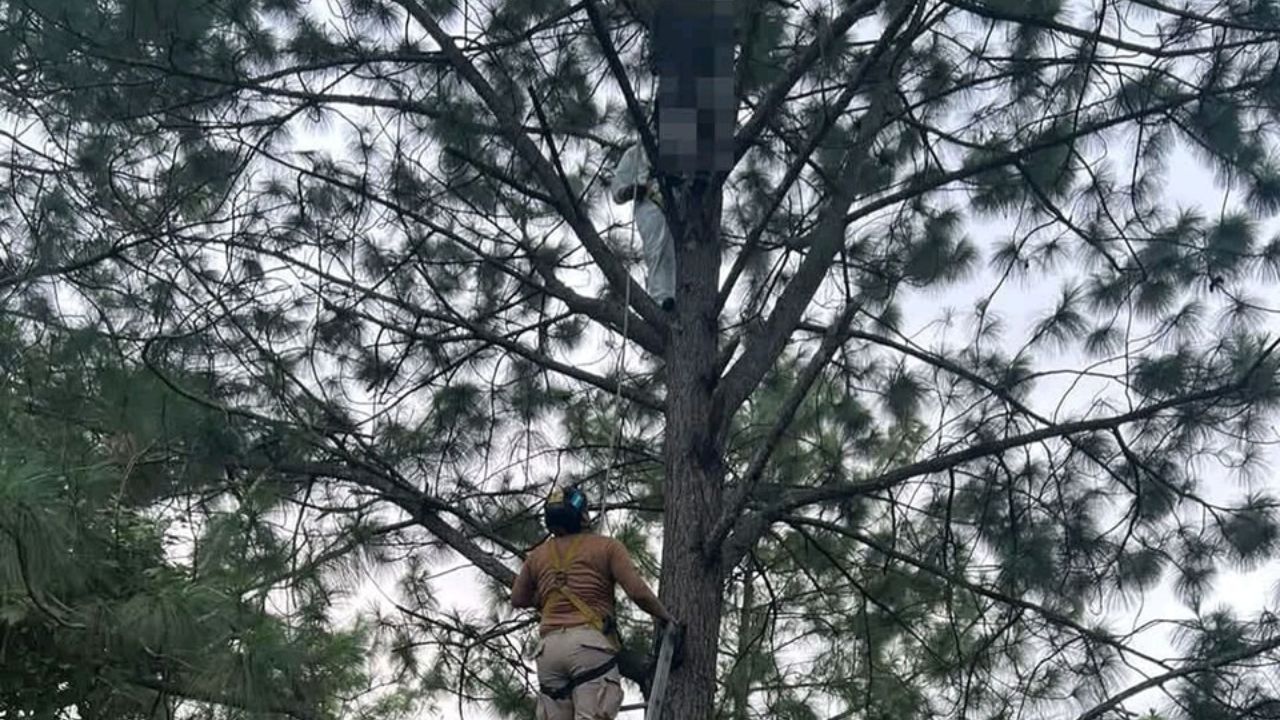 Colgado de un pino hallan cadáver de hondureño que desapareció antes de Navidad