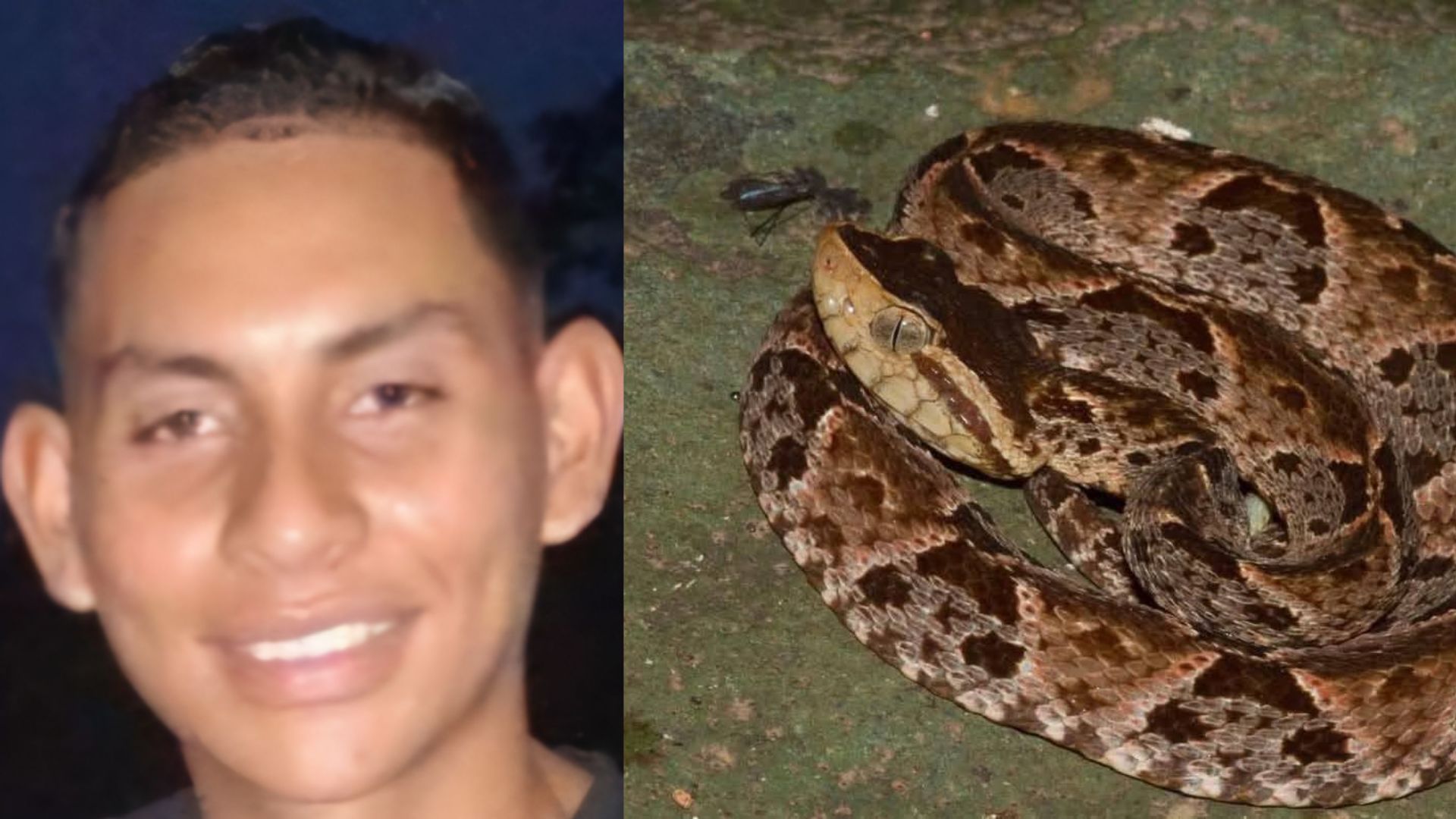 Pastor hondureño muere tras ser mordido por una serpiente barba amarilla