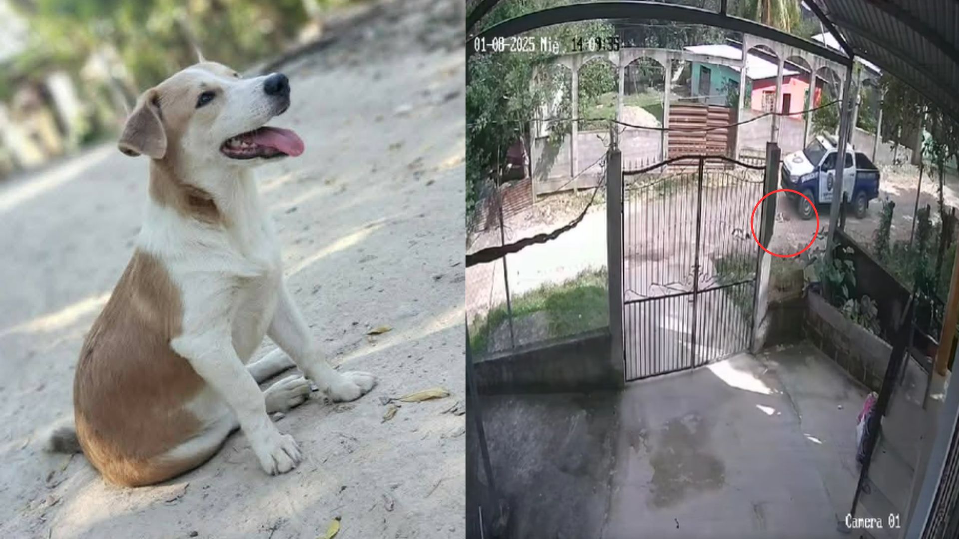 VIDEO: Patrulla policial atropella a perro dormido en plena calle en Santa Bárbara