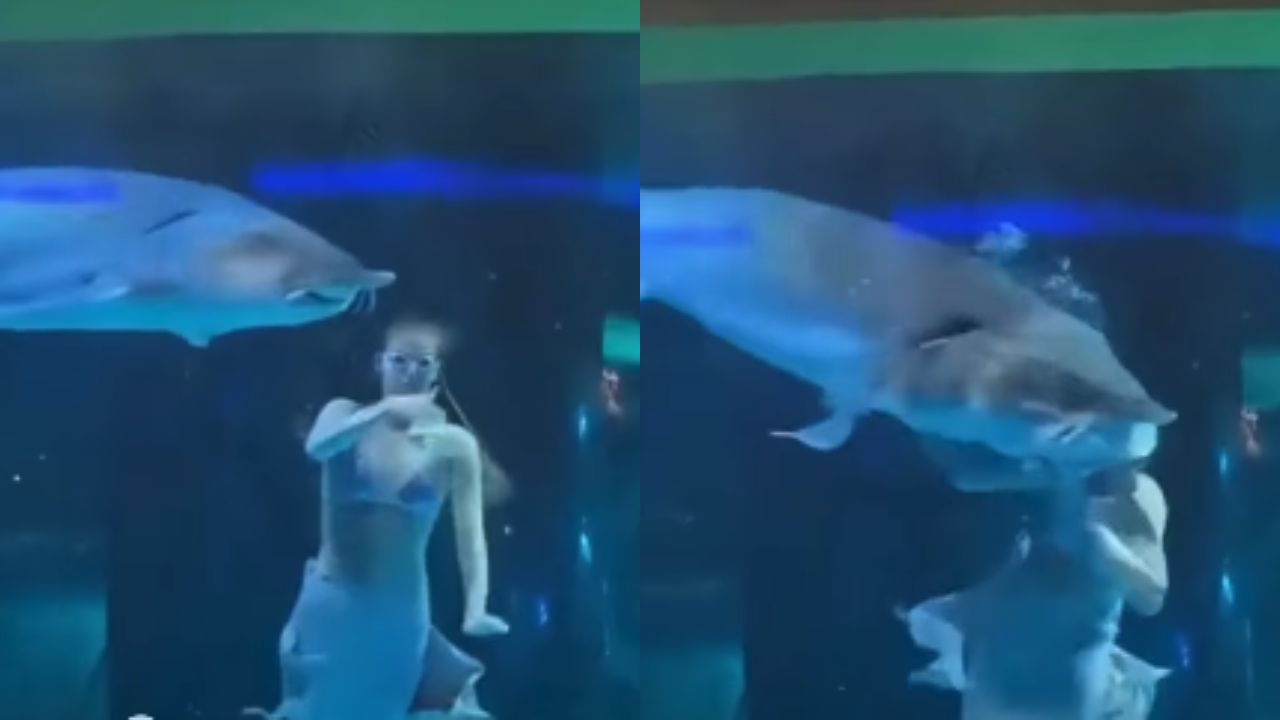 Graban a pez gigante cuando muerde la cabeza de 'sirena' en show acuático