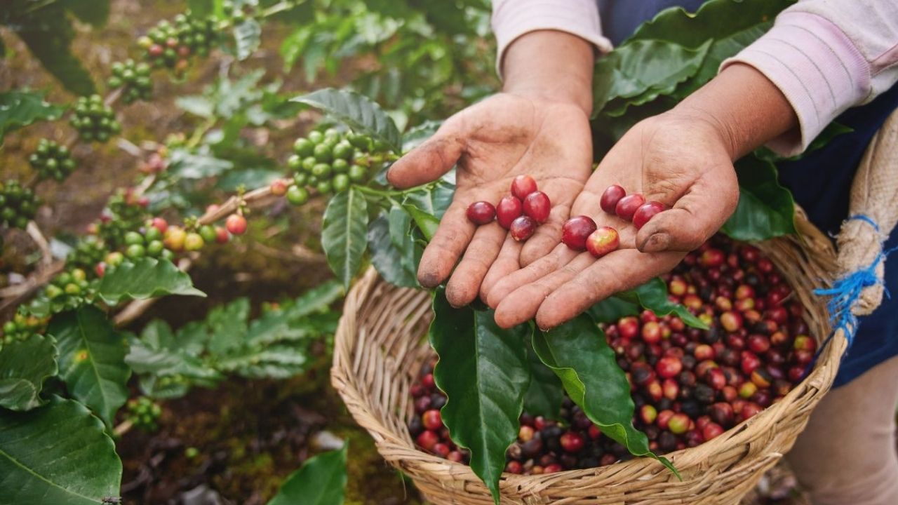 Honduras proyecta un importante aumento en la producción de café ¿De cuánto será?