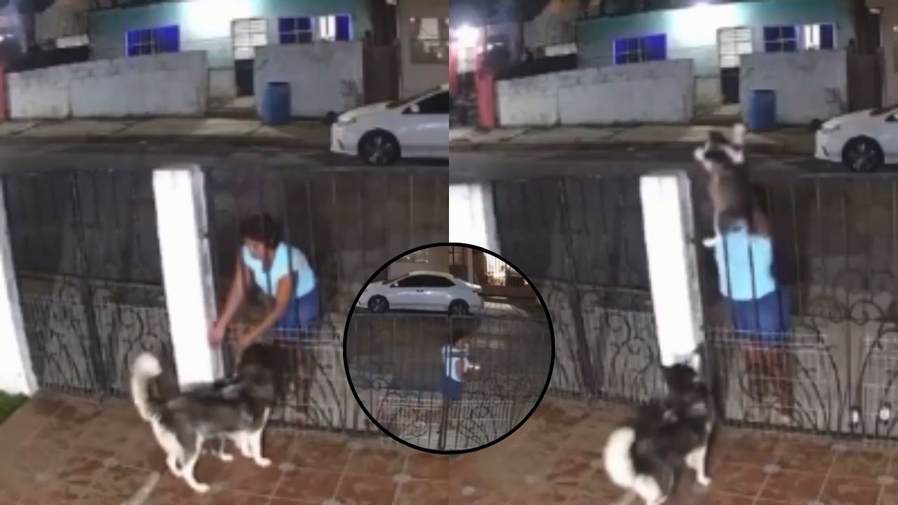 Cámara de seguridad graba a mujer que robó perro para venderlo por Facebook