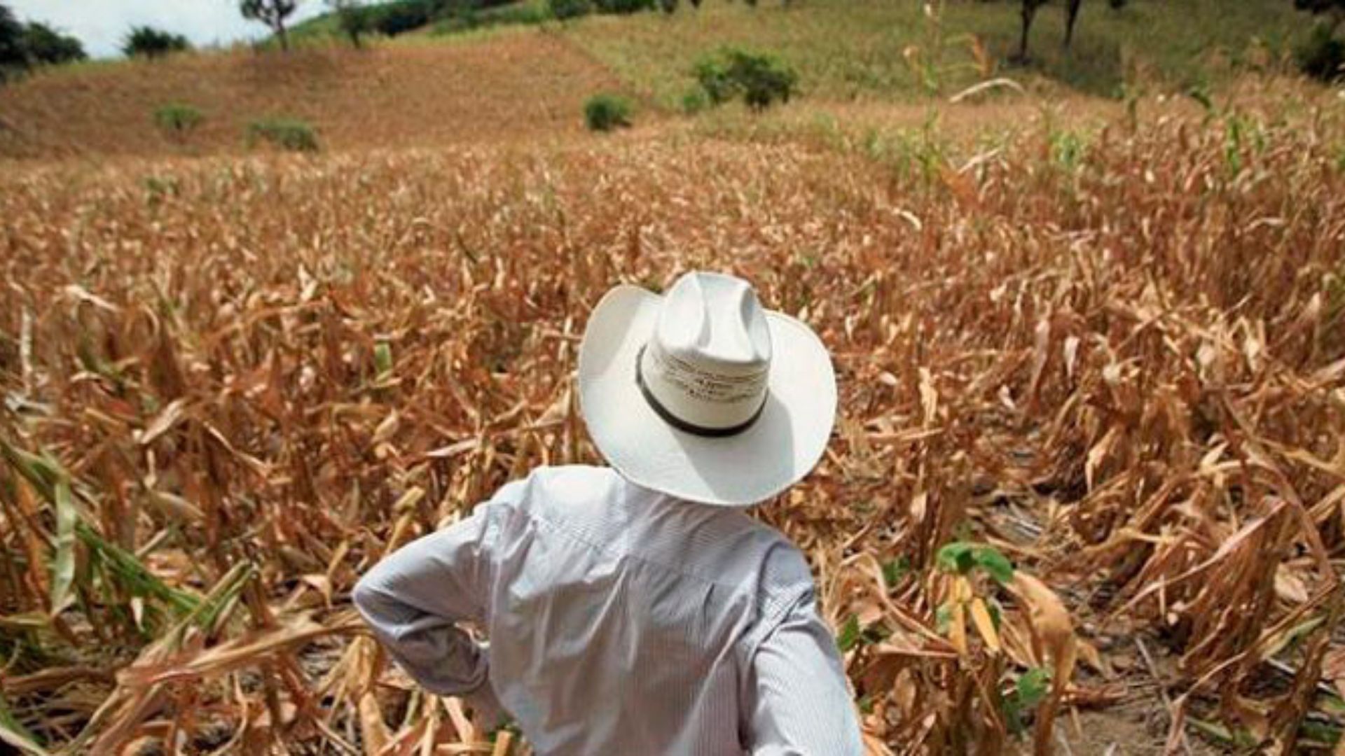 1.9 millones de personas sufren crisis alimentaria grave en Honduras, según PMA
