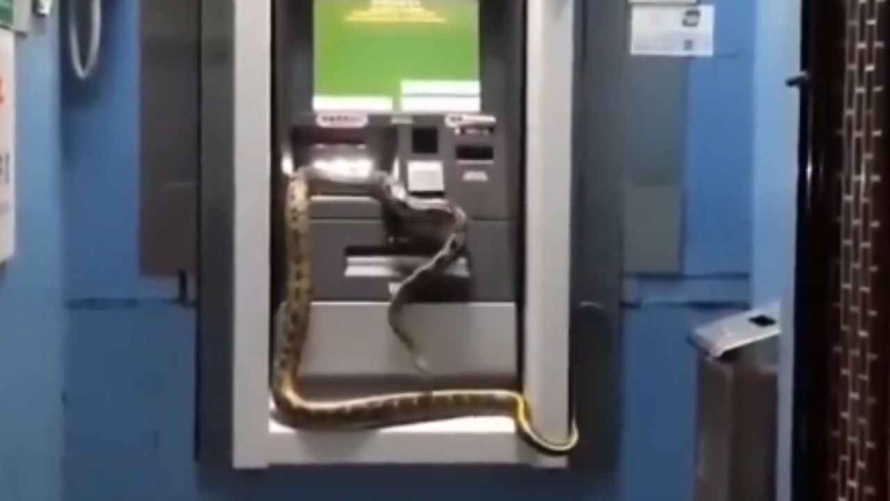 Una serpiente se cuela en cajero automático y genera temor en usuarios