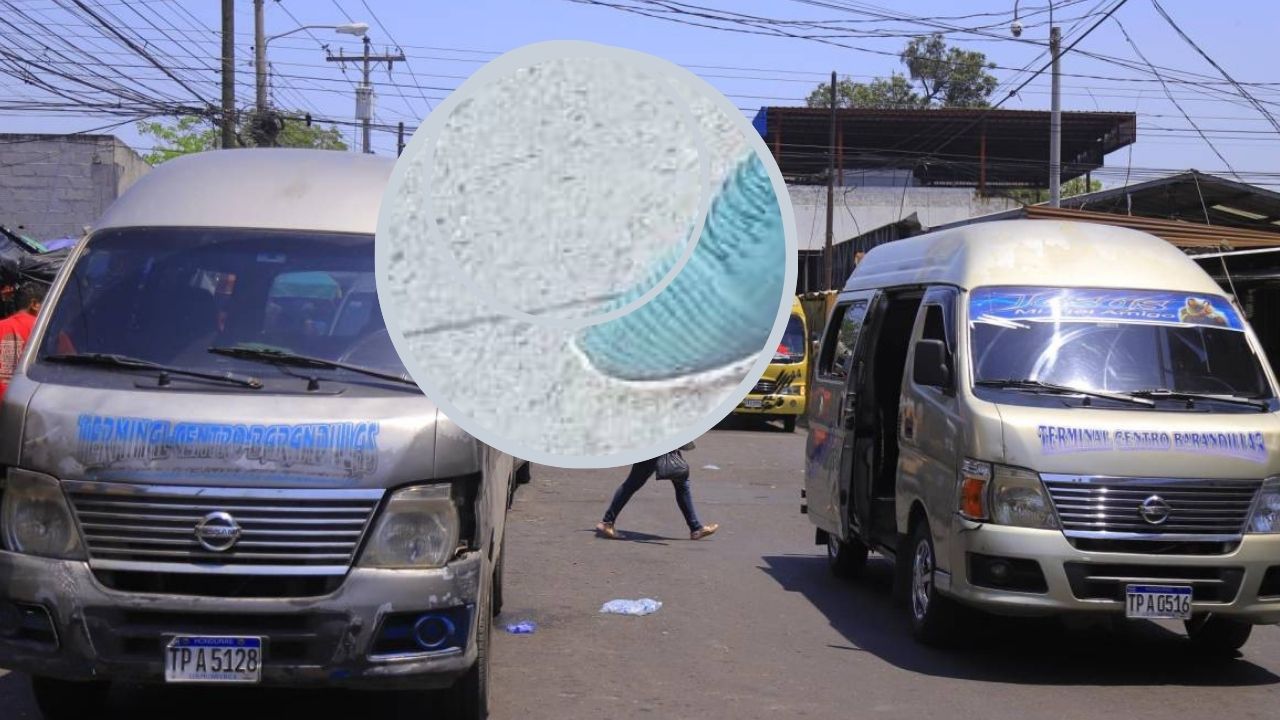 Así fue como pasajero frustró asalto dentro de un bus en San Pedro Sula