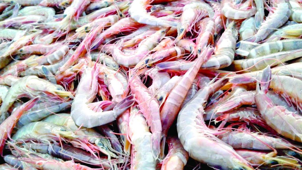 Un amplio número de camarones