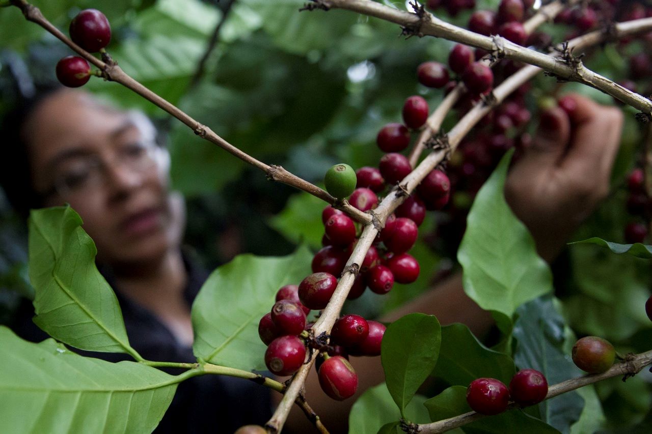Ingresos por exportación de café  en Honduras suben 74% en 4 primeros meses de cosecha