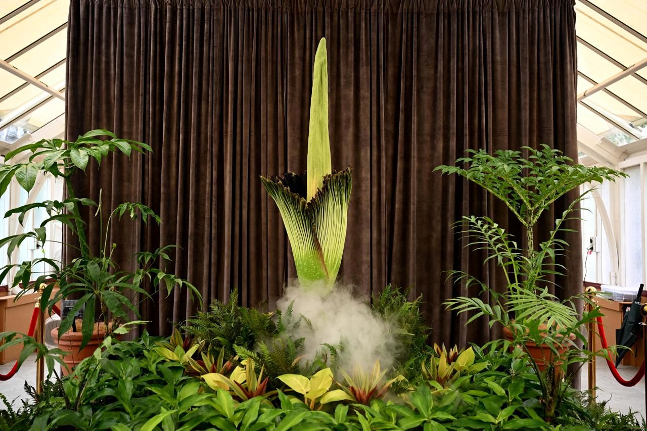 Una enorme "flor cadáver" abre sus pétalos tras 15 años de espera en Australia