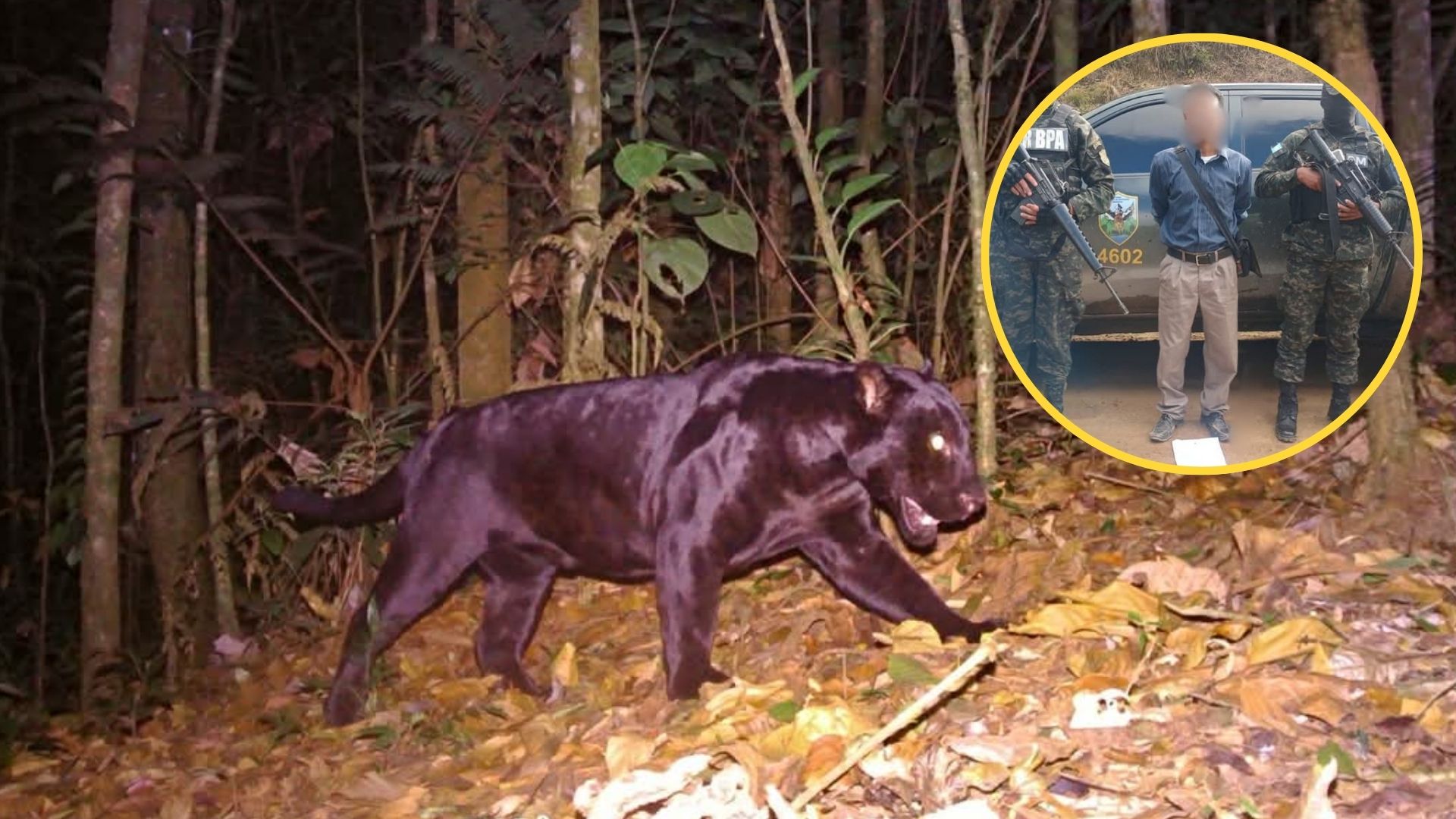 Imagen de ¿Cómo fue la captura de sospechoso de darle muerte a la primera pantera negra documentada en Honduras?