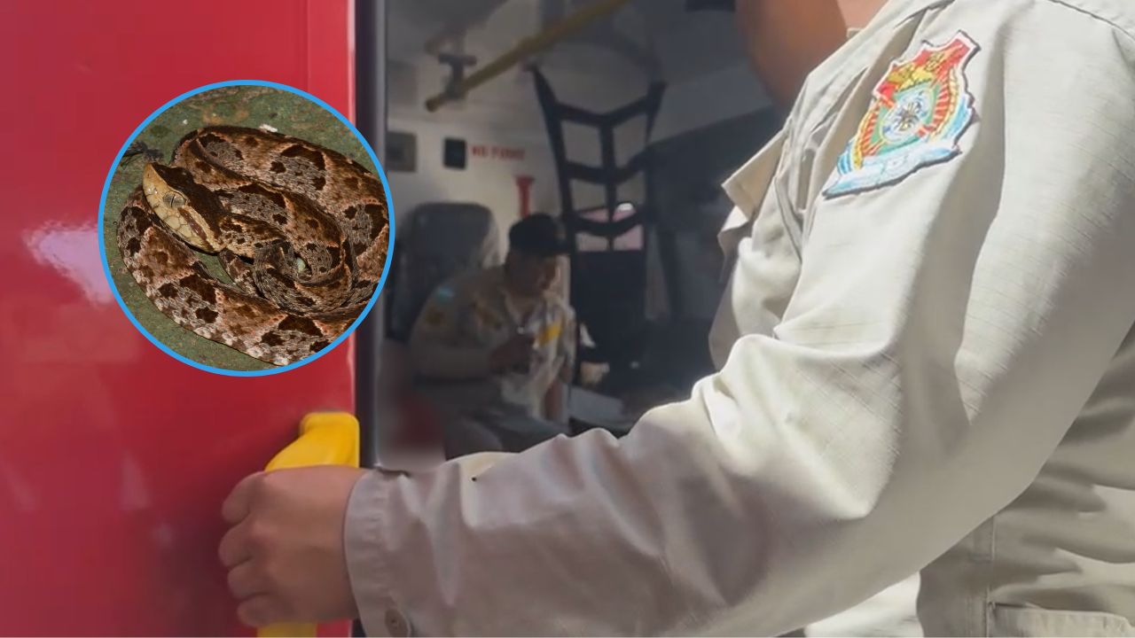 Joven hondureño es mordido por serpiente barba amarilla cuando estaba chapeando