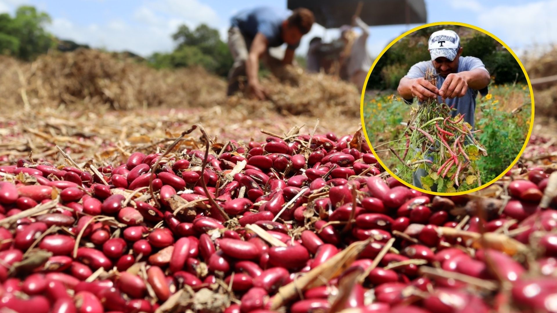 Producción de frijoles en Honduras es deficiente, según productor