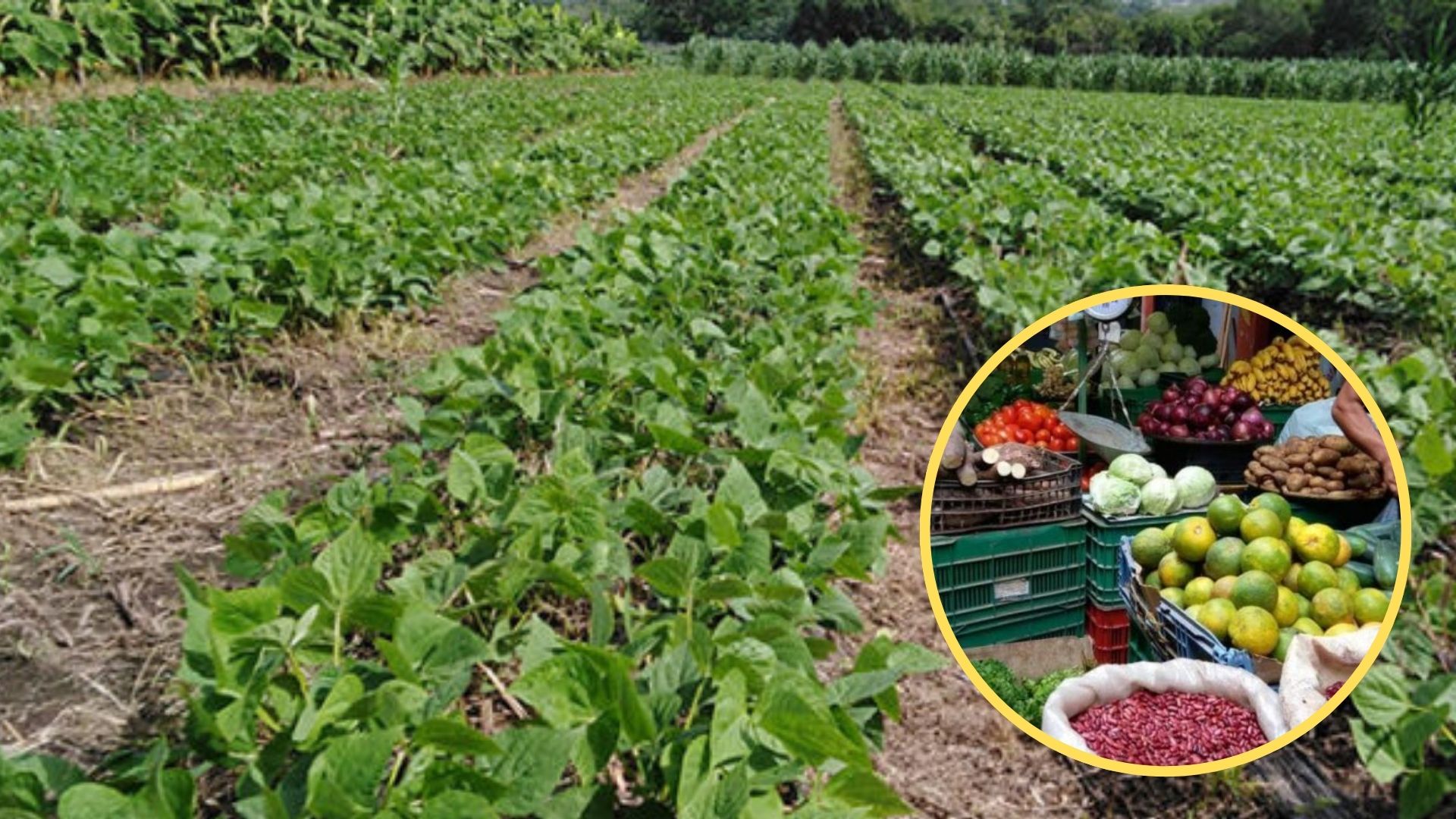 Seguridad alimentaria está garantizada en 2025, pero con costos más altos