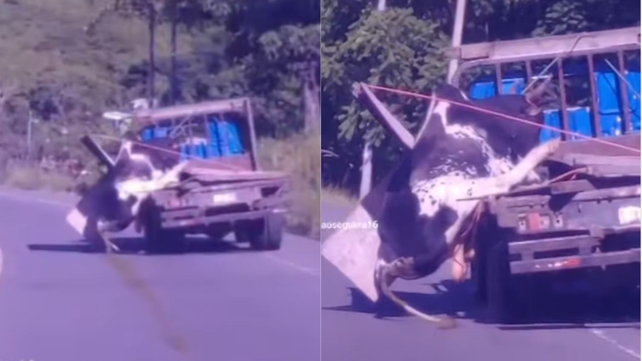 Vídeo: Una vaca se cae de un camión, pero conductor no se detiene y la arrastró