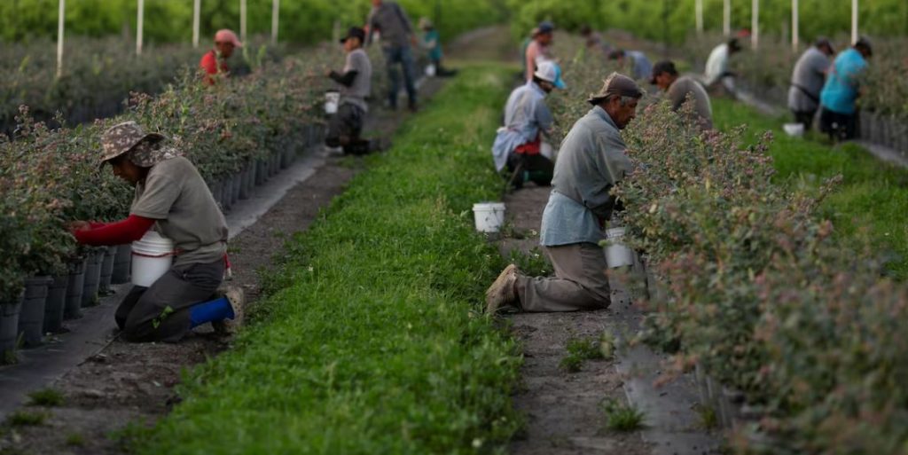 personas laborando de rodillas 