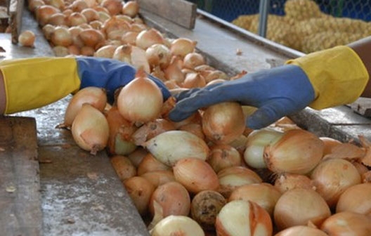 Unas manos sobre una cebolla