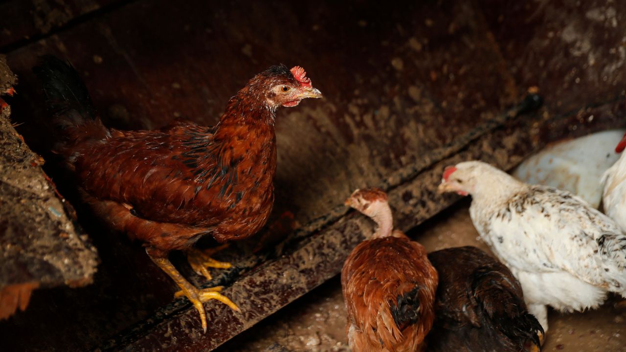 Alquilar una gallina, moda en auge en EE. UU. ante cambios en el precio de los huevos