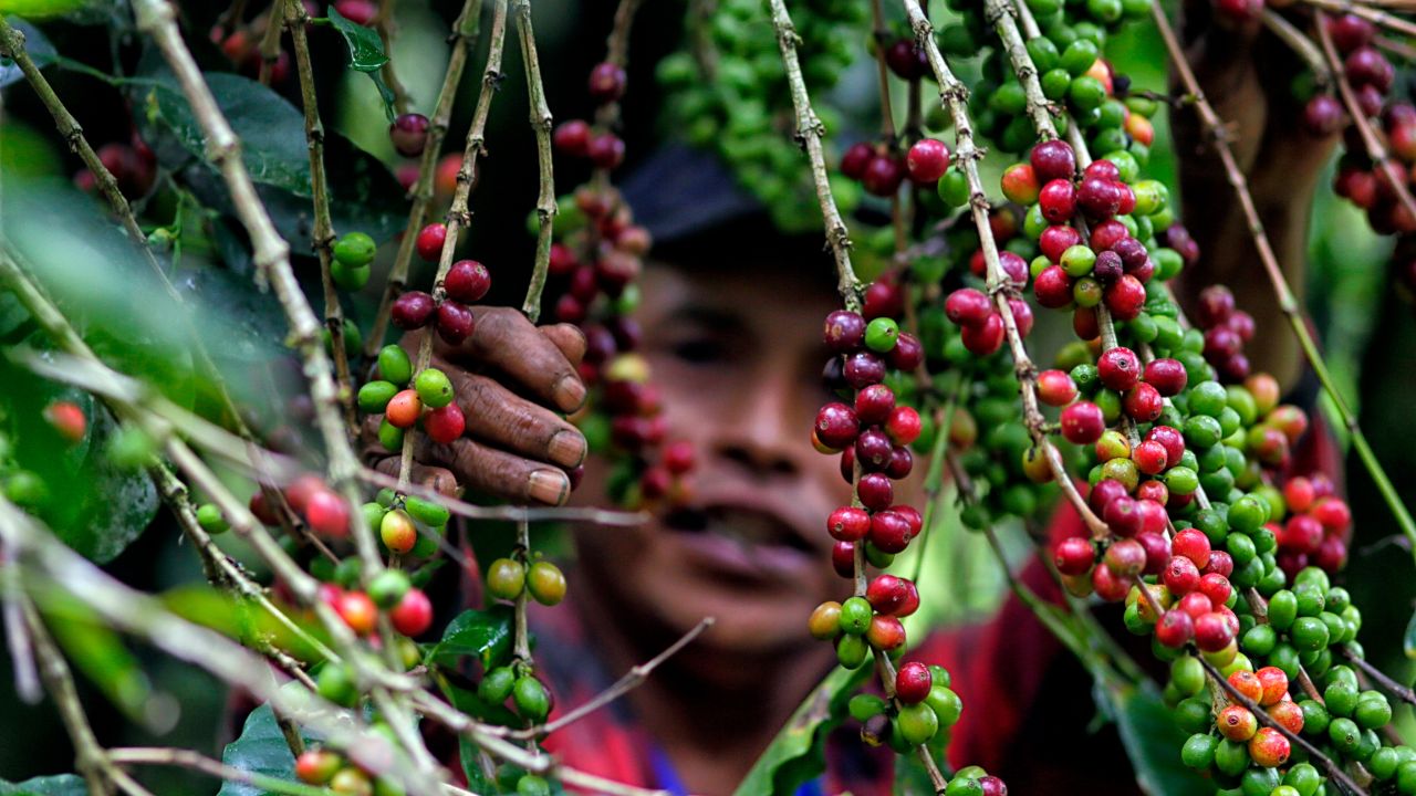 Así sacude el clima, la inflación y la geopolítica al mundo del café