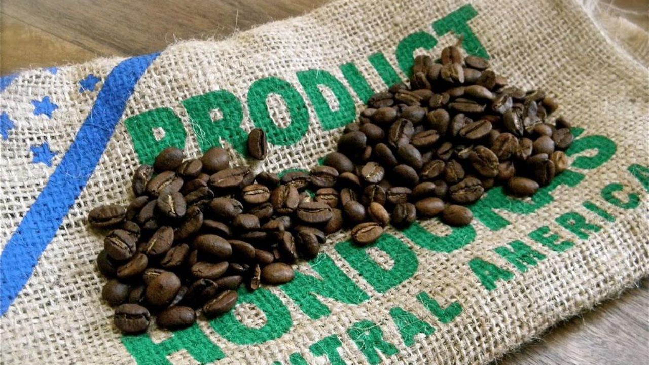 Exportación de café hondureño ha aumentado en 8 % en 2025