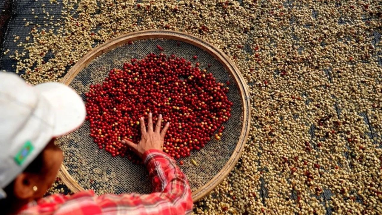 Exportaciones de café salvadoreño se elevan un 80 % en el ciclo 2024-2025