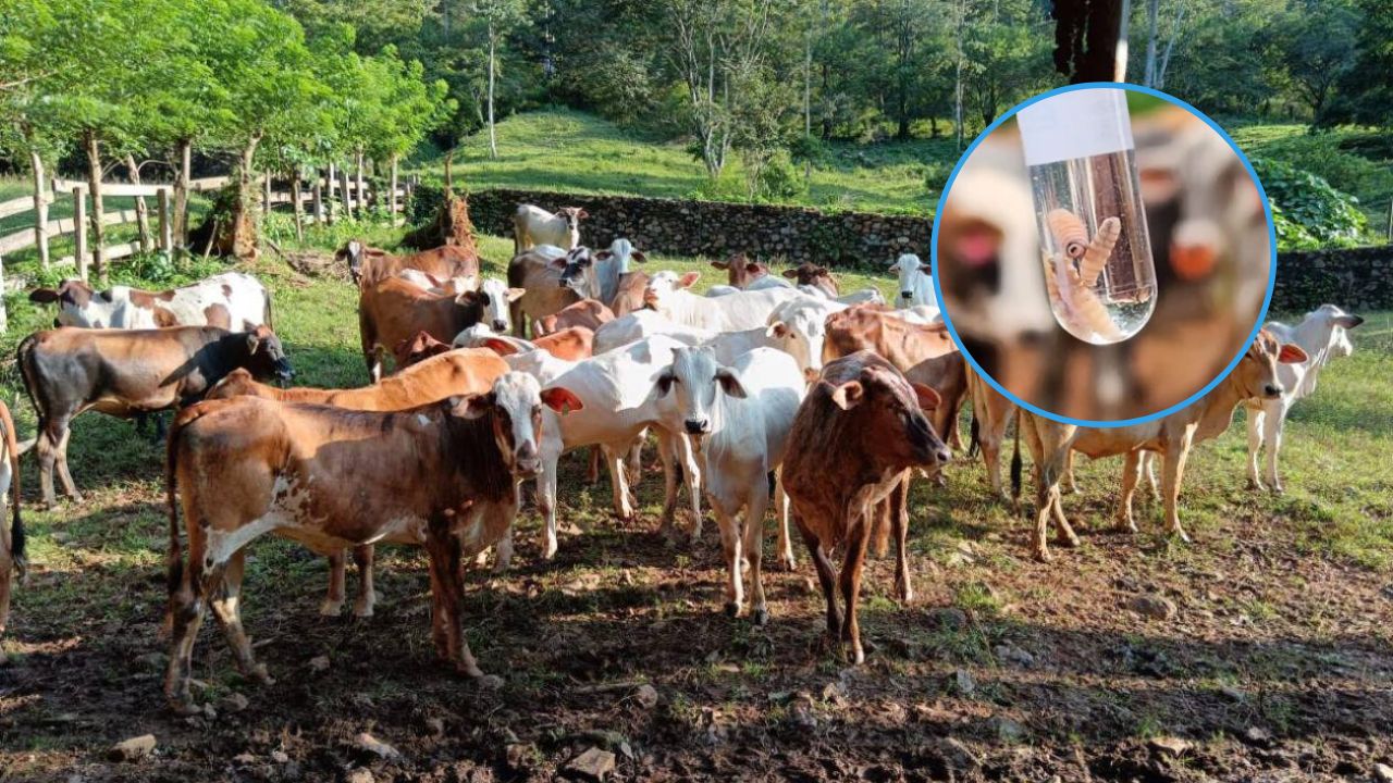 ¿Cuántos casos de gusano barrenador se han confirmado en Honduras desde 2024?