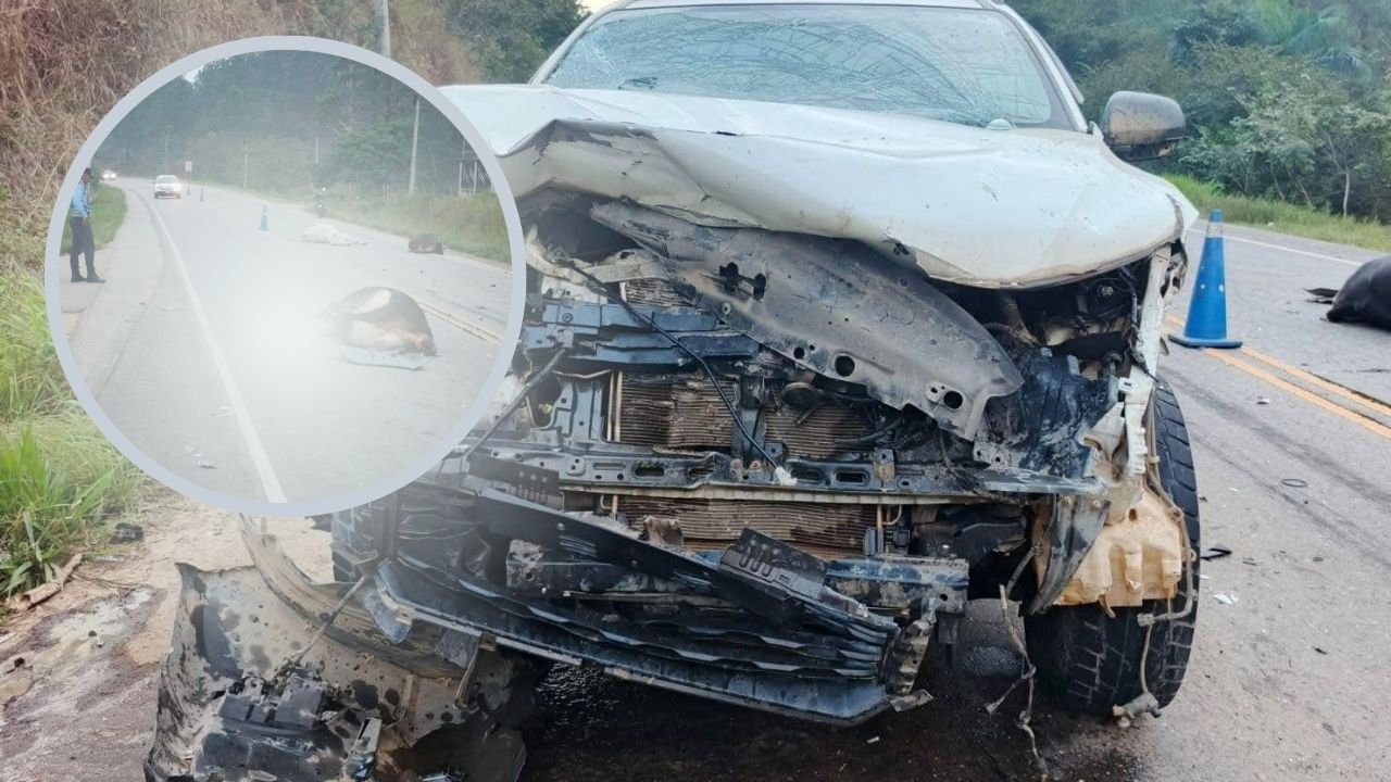 ‘Estaban echadas en el pavimento’: conductor embiste y mata a 4 vacas en Olancho