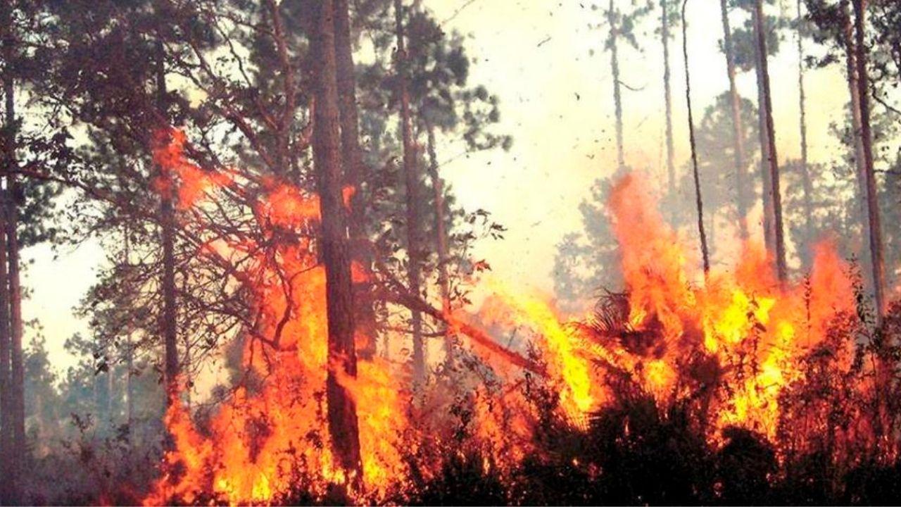 'La probabilidad de más incendios es alta': el Distrito Central sigue en alerta verde