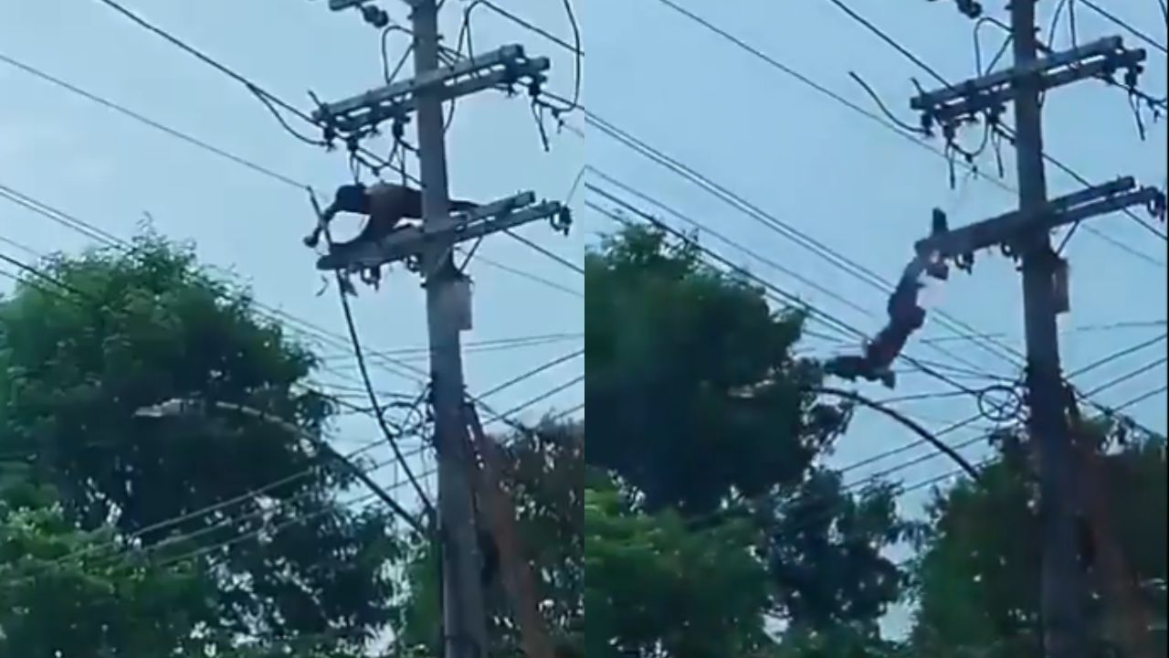 Graban a ladrón caer electrocutado al tratar de robar alambre de cobre