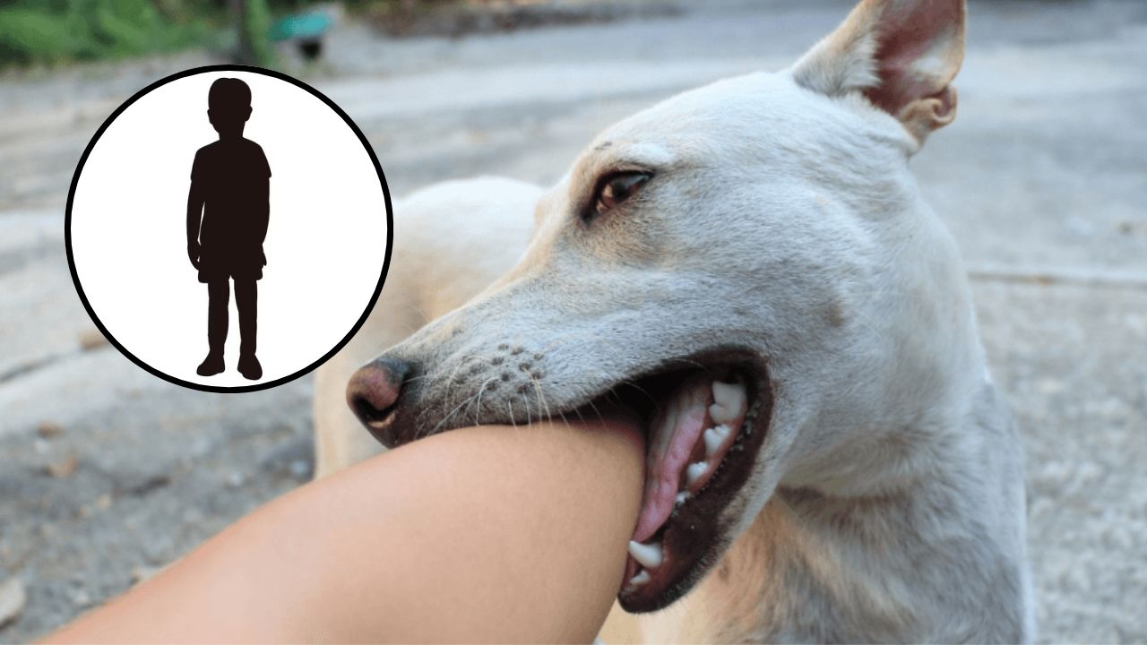 Niño es mordido por perro en los genitales cuando iba a traer agua en Choluteca
