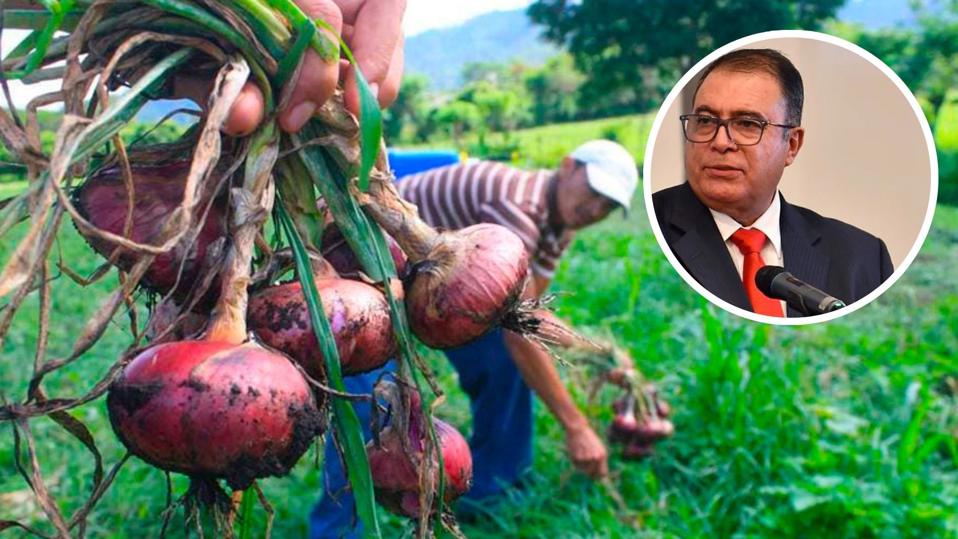 Productores de cebolla denuncian abandono; Gobierno pide liberar el mercado