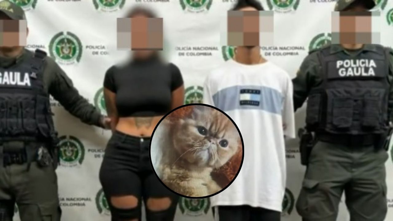 Pareja es detenida por secuestro de gato 'Garfield' y extorsión a su dueño