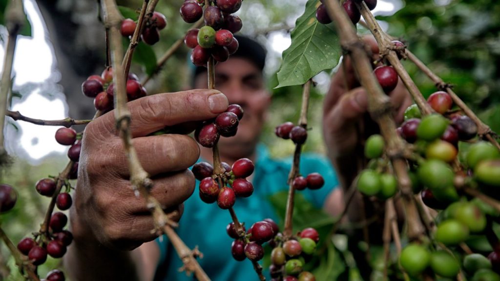 Una persona recolectando café