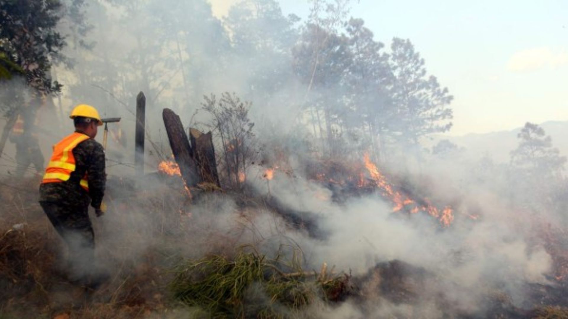 Restaurar un bosque quemado le cuesta al Estado L 300 mil por hectárea y años de trabajo