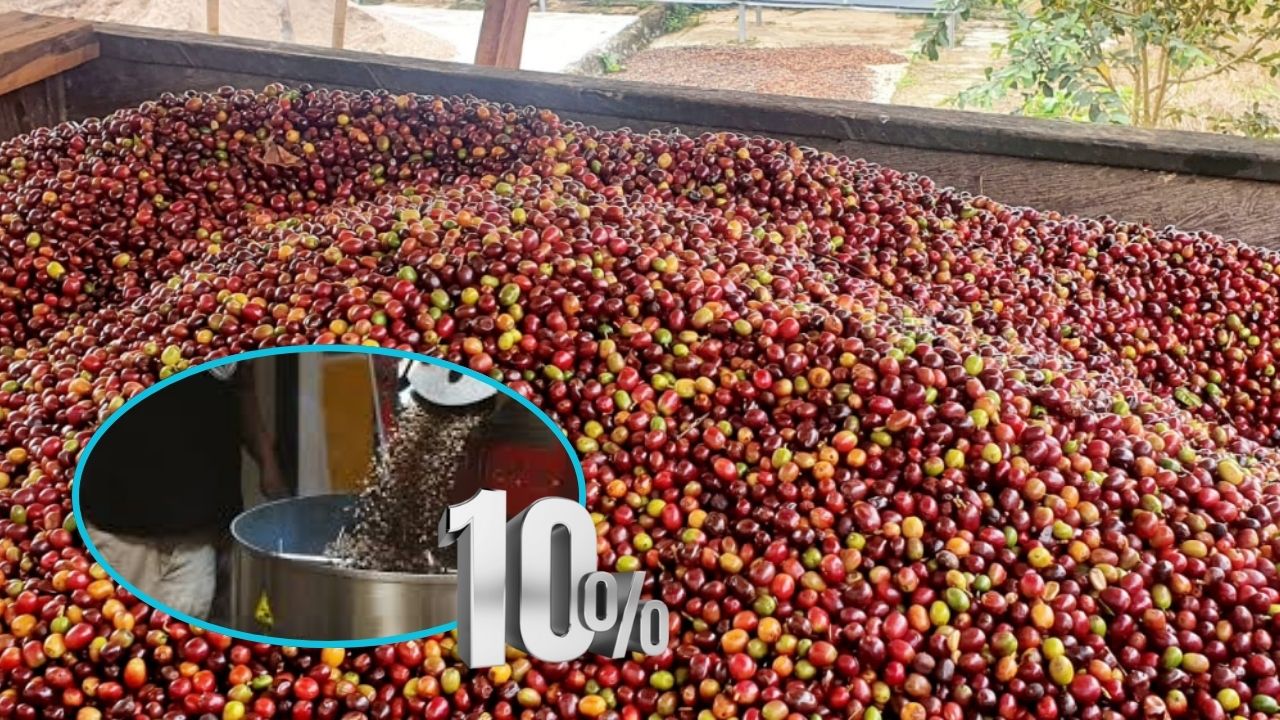 Tostadores de café podrían asumir aranceles de Estados Unidos por este motivo