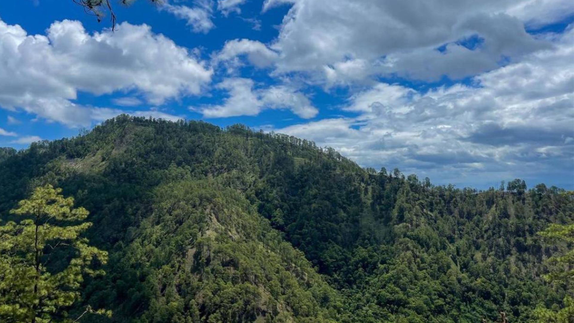 Proteger el bosque exige fortalecer la vigilancia y frenar la mano criminal: expertos