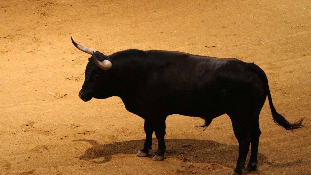 Vídeo: Toro le destrozó la mandíbula a influencer durante una corrida