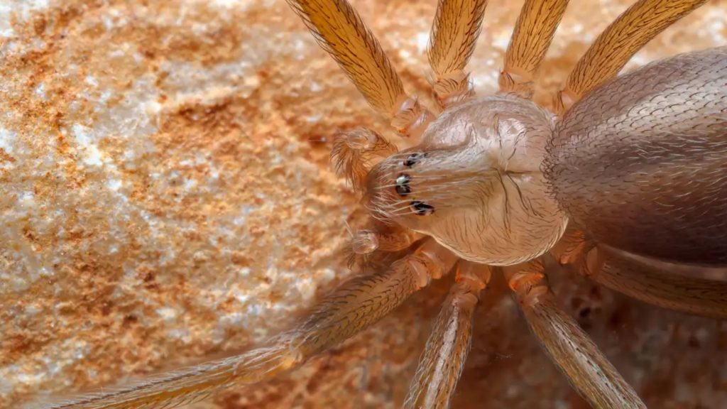 Imagen de cuerpo de nota