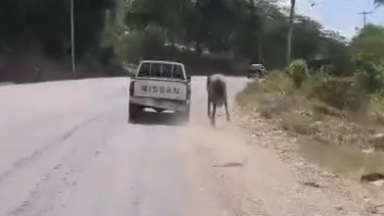 Graban a conductor arrastrando a un caballo amarrado a su carro en Cofradía