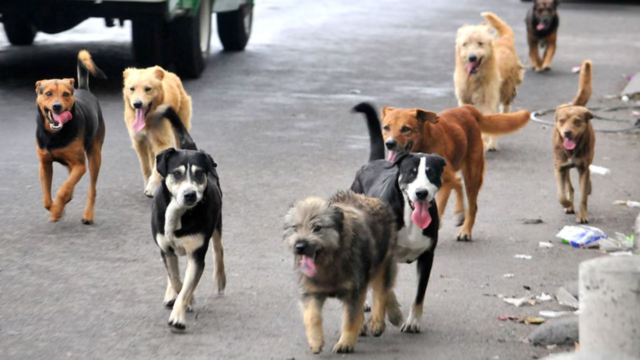 Vídeo: Jauría de perros ataca a niño mientras jugaba en la calle