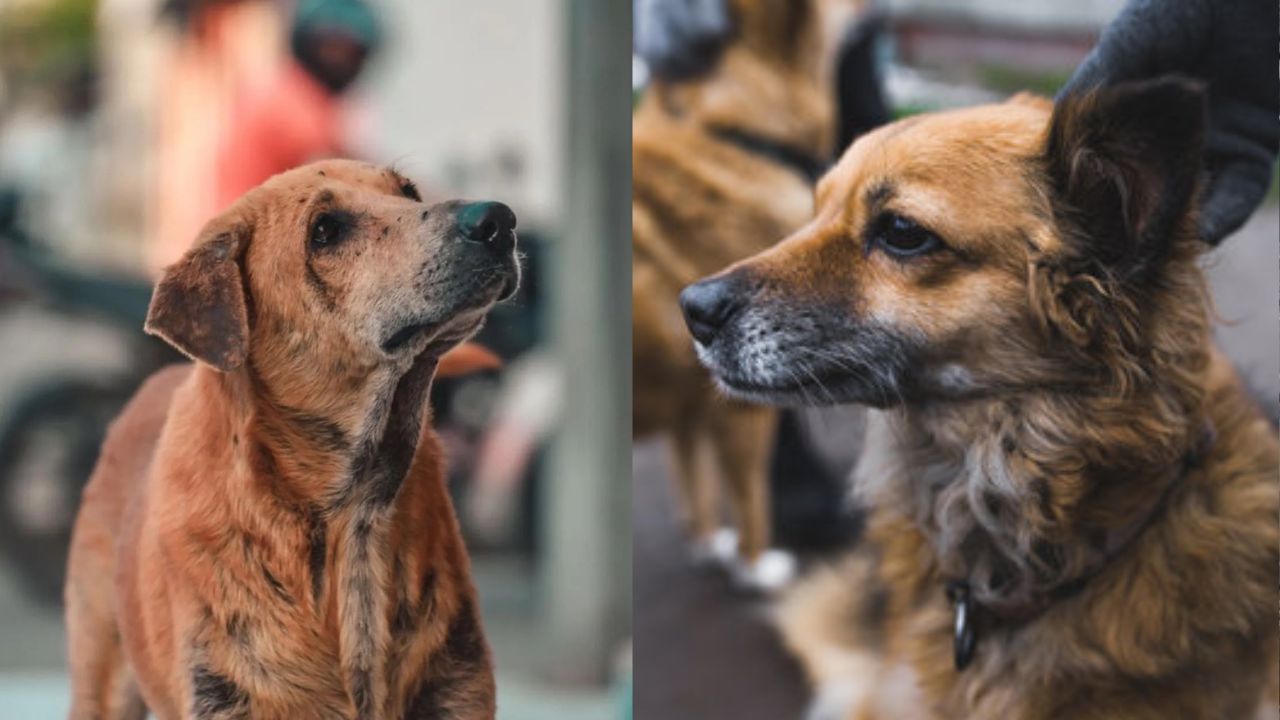 Honduras registra más de 100 perros afectados por gusano barrenador