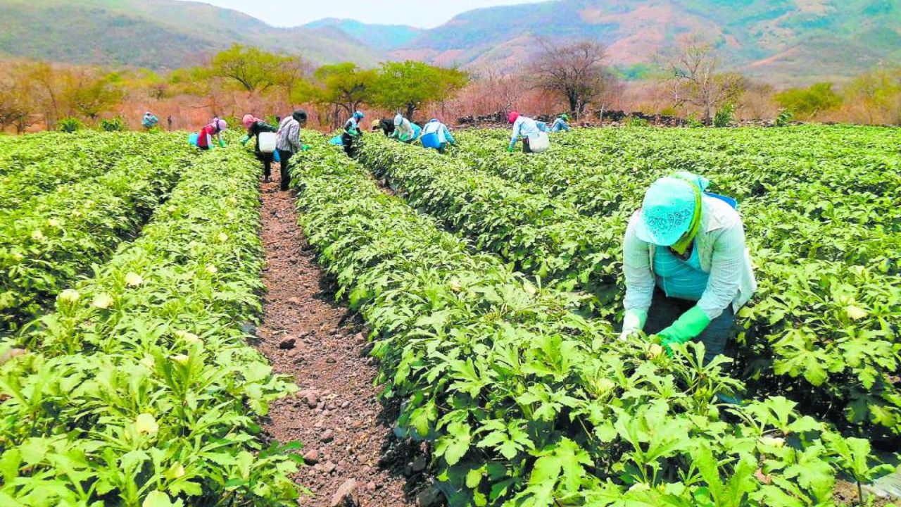 Producción nacional aumentó 4.3% según BCH; esto explica economista
