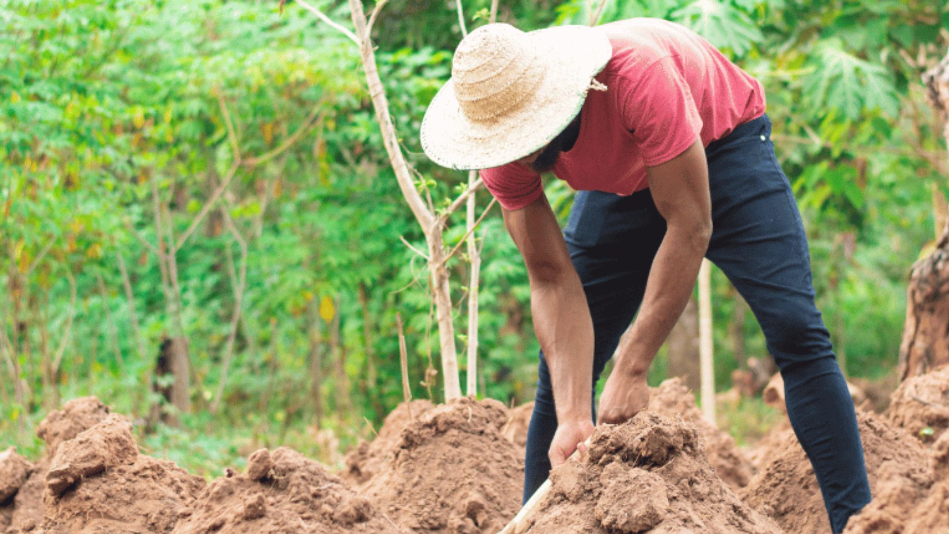 Honduras disminuye inseguridad alimentaria, pero aún tiene problemas graves