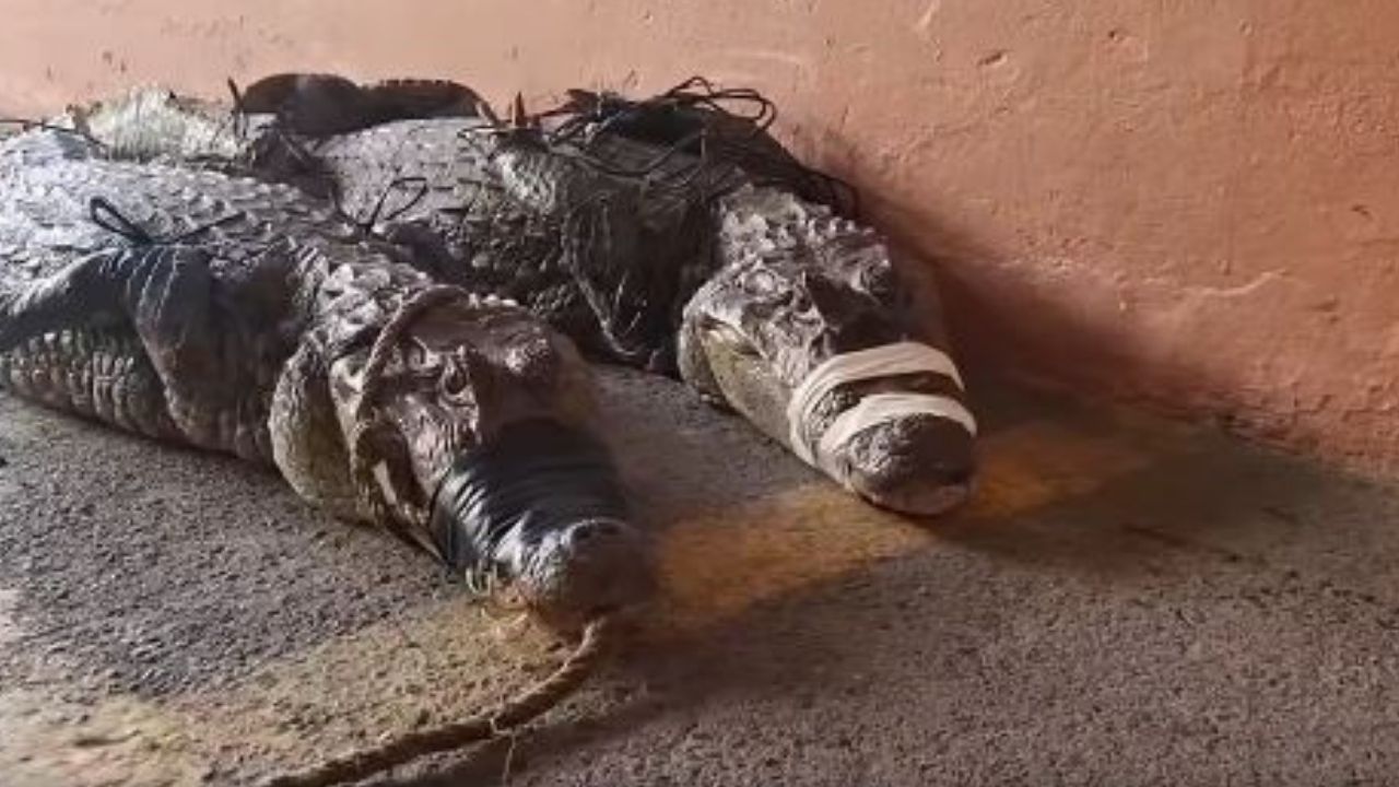 'Son capaces de comerse un niño': cocodrilos y lagartos causan alarma en La Ceiba