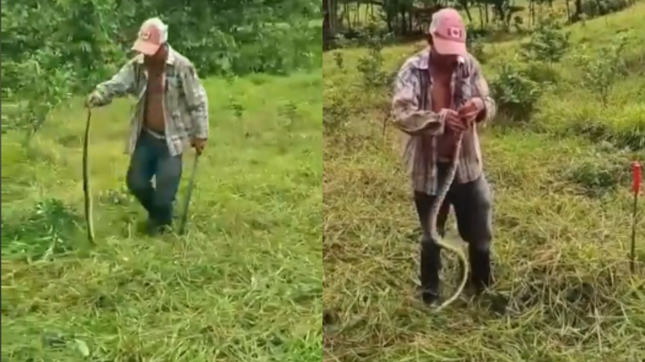 '¡No me mordás!': Campesino arriesga su vida al 'jugar' con serpiente barba amarilla