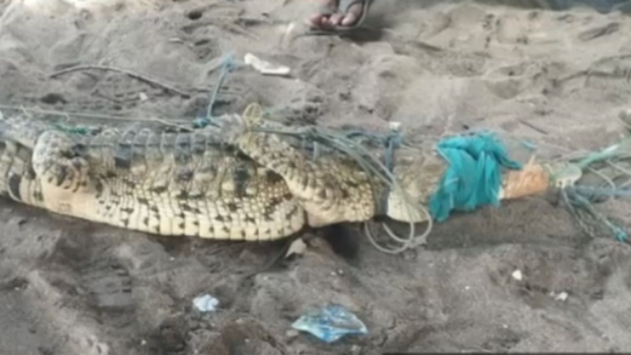 Advierten de 'invasión' de cocodrilos, ¿qué hacer para evitar un ataque?