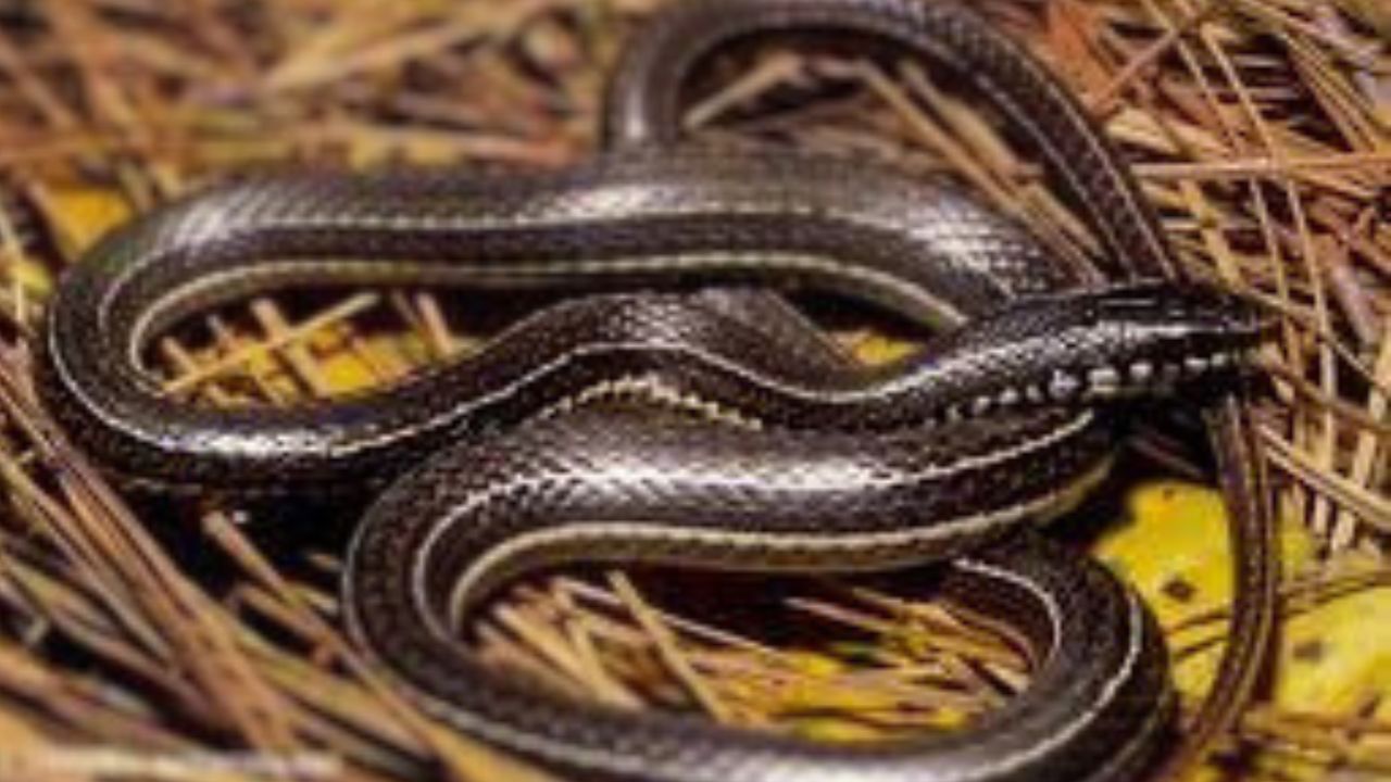 Hondureña muere tras ser mordida por barba amarilla en finca de Atlántida