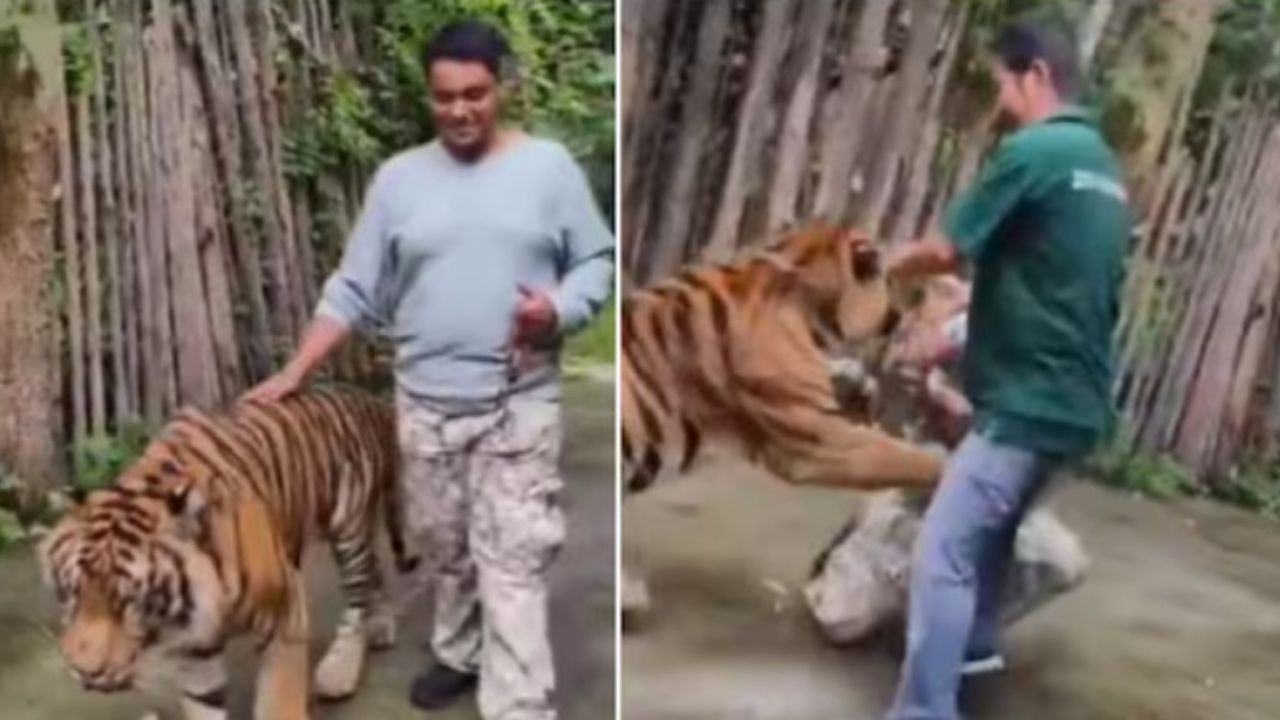 VIDEO: Hombre es atacado por un tigre mientras intentaba tomarse una selfi