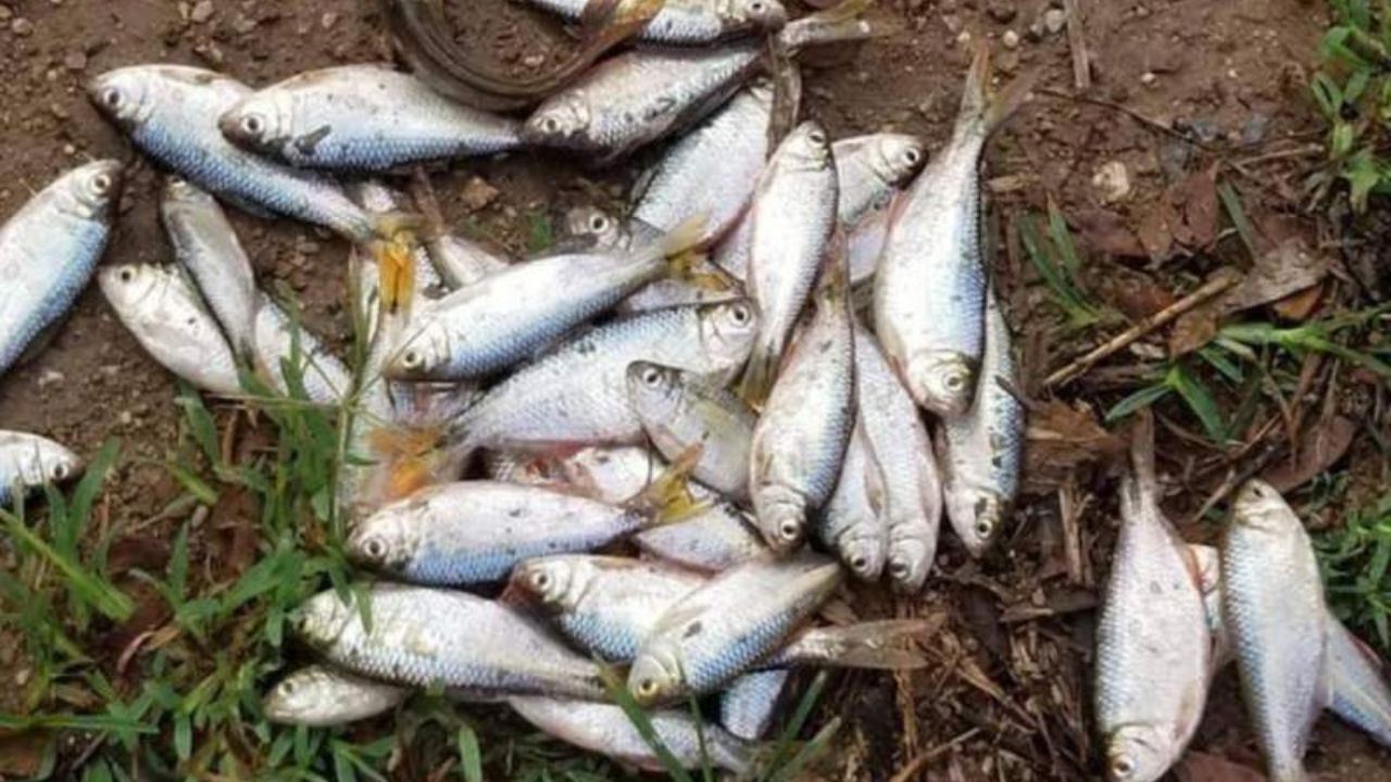 Tradición y 'misterio': Así volvió la 'lluvia de peces' en Yoro