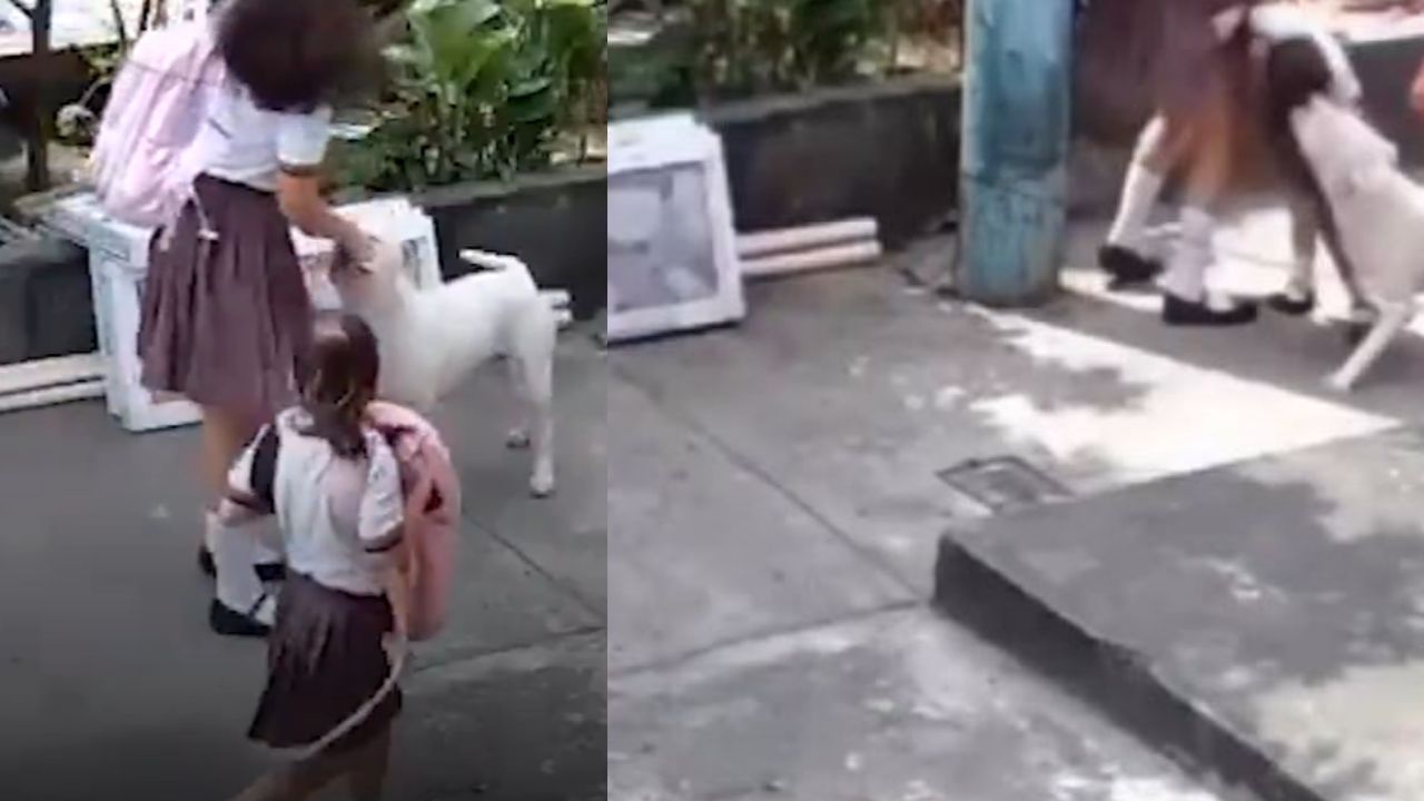 'Ayúdenme': graban ataque de pitbull a niña cuando iba para la escuela